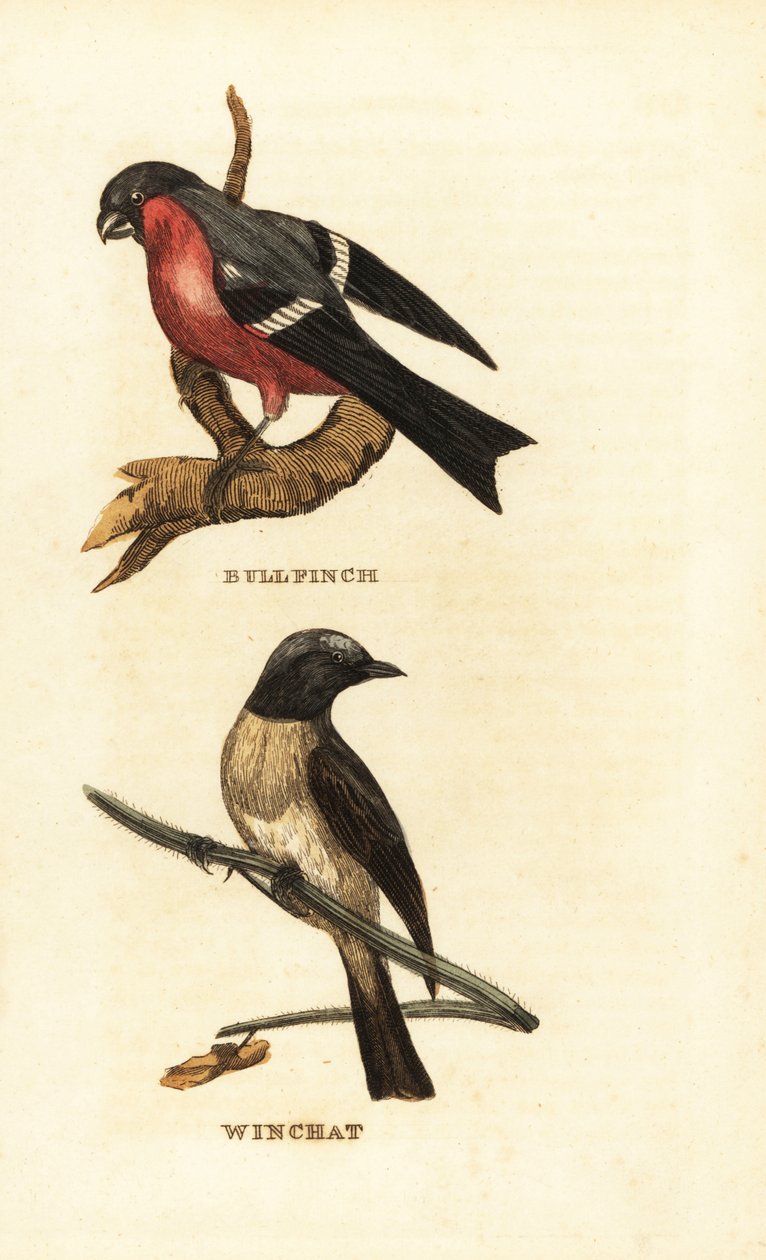 Camachuelo común, Pyrrhula pyrrhula, y tarabilla norteña, Saxicola rubetra de Edward Donovan