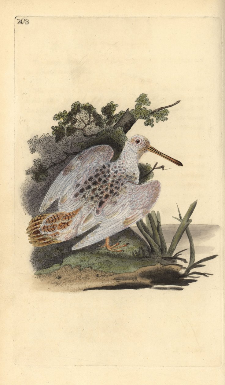 Becada euroasiática, Scolopax rusticola. Ilustración de la 