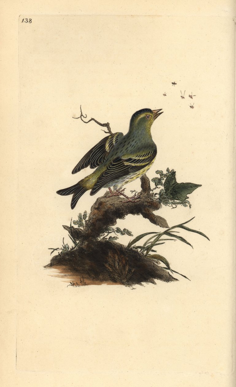 Lúgano, Carduelis spinus. Ilustración a mano de cobre grabada por Edward Donovan de su propio 