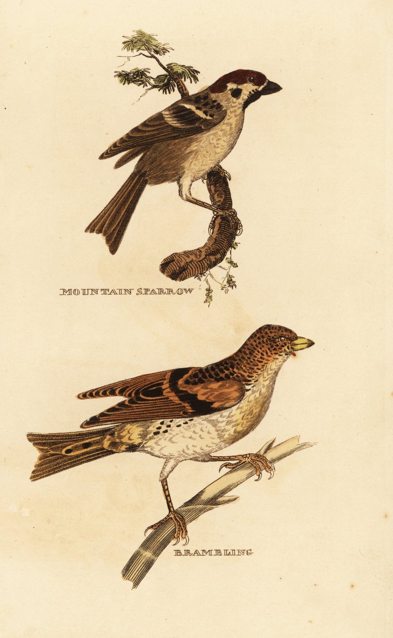 Gorrión molinero, Passer montanus, y pinzón real, Fringilla montifringilla de Edward Donovan