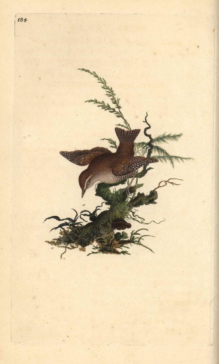 Chochín euroasiático, Troglodytes troglodytes de Edward Donovan