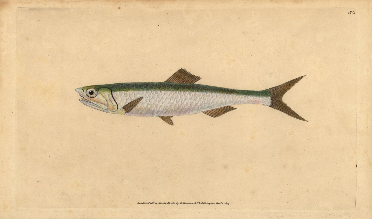 Anchoa europea, Engraulis encrasicolus (Anchoa, Clupea encrasicolus). Grabado en cobre coloreado a mano dibujado y grabado por Edward Donovan de su Historia Natural de los Peces Británicos, Donovan y F.C. y J. Rivington, Londres de Edward Donovan