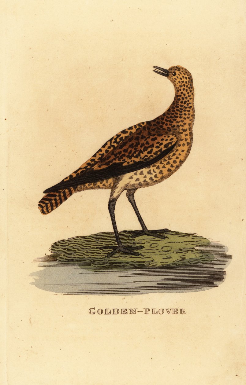 Chorlito dorado europeo, Pluvialis apricaria de Edward Donovan