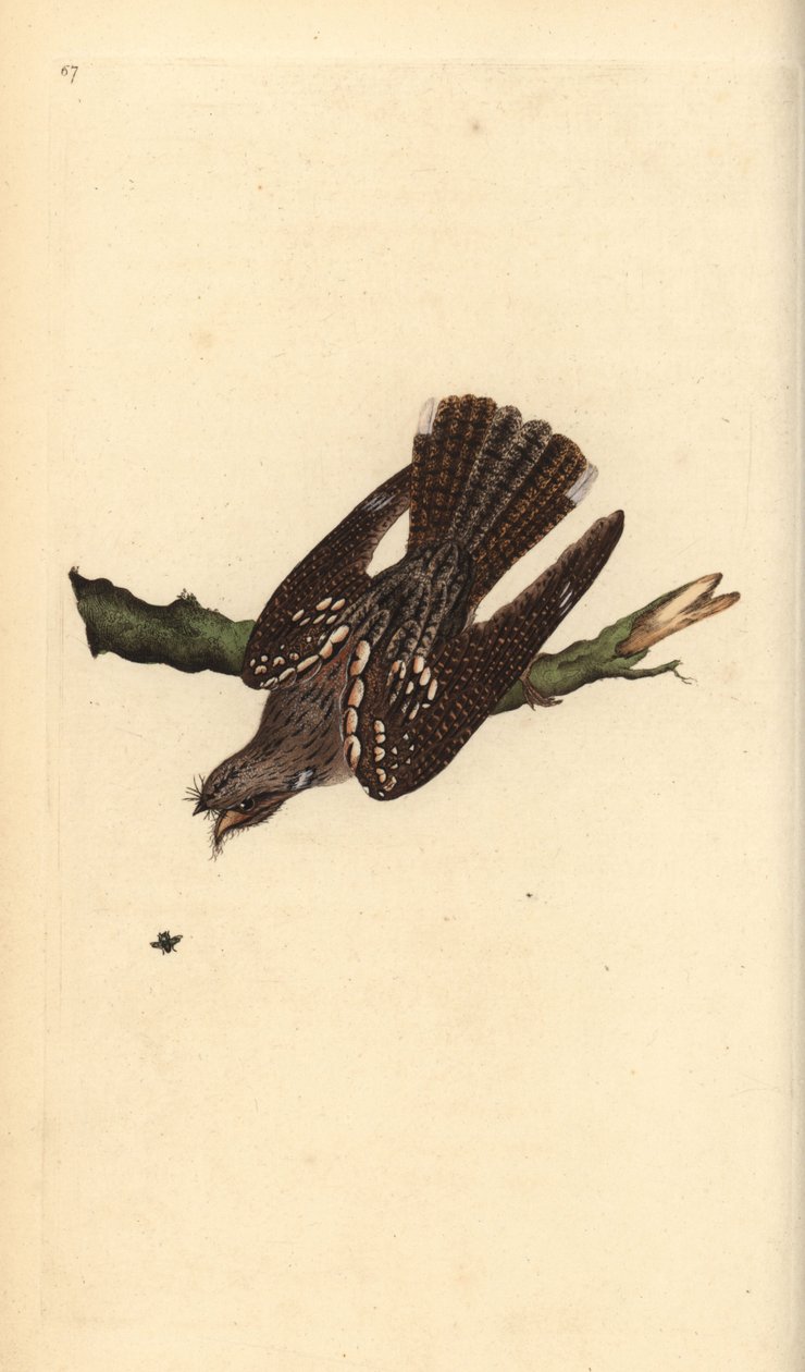 Chotacabras europeo, Caprimulgus europaeus. Grabado a mano coloreado por Edward Donovan de su propia Historia Natural de las Aves Británicas, Londres de Edward Donovan