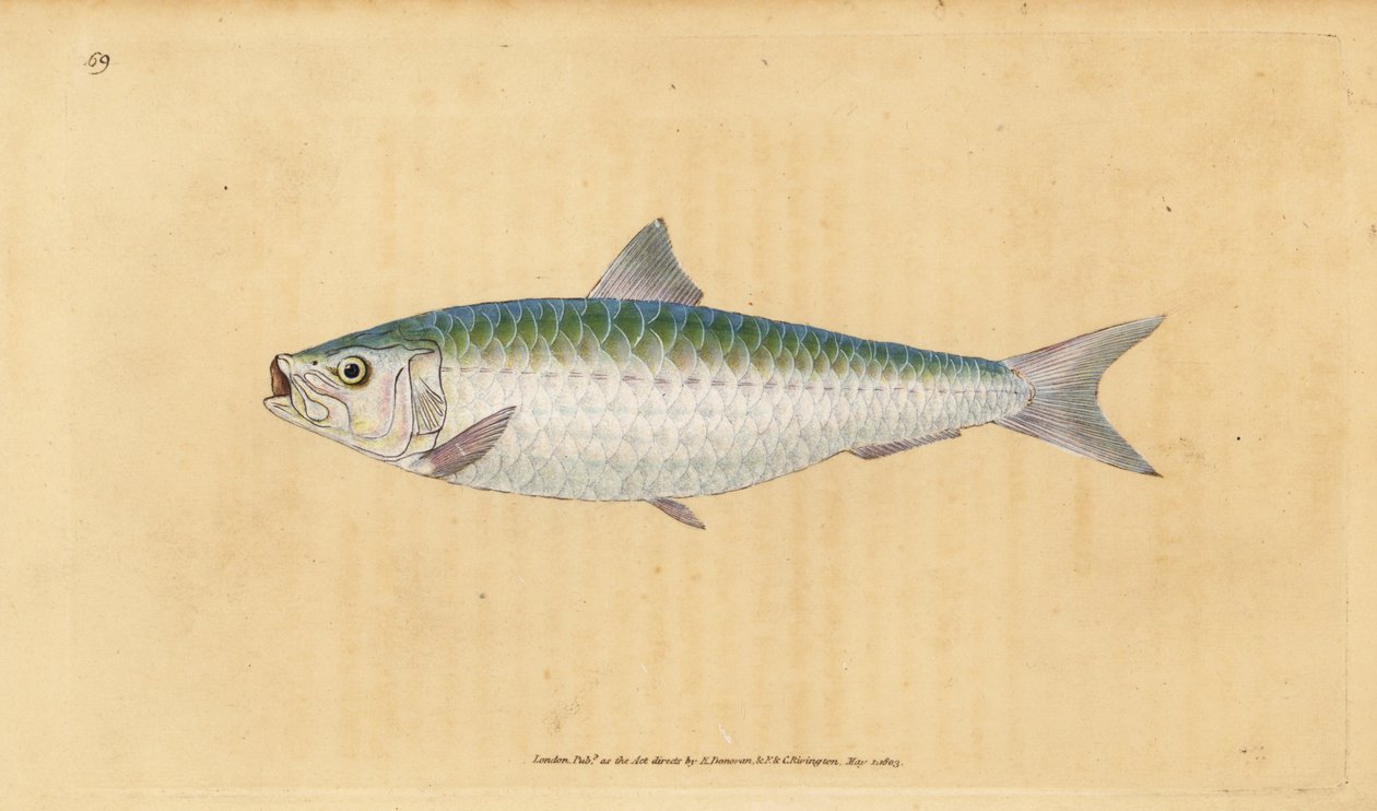 Sardina europea, Sardina pilchardus. Grabado a mano coloreado por Edward Donovan de su Historia Natural de los Peces Británicos, Donovan y F.C. y J. Rivington, Londres de Edward Donovan