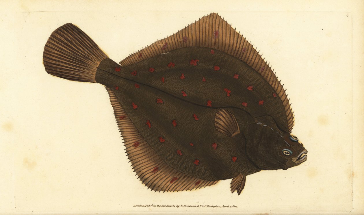 Platija europea, Pleuronectes platessa. Grabado a mano coloreado por Edward Donovan de su Historia Natural de los Peces Británicos, Donovan y F.C. y J. Rivington, Londres de Edward Donovan