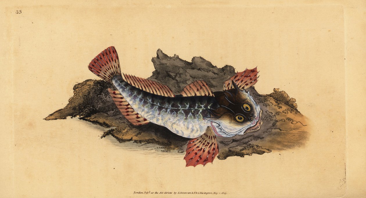 Vater Quappe oder Seeskorpion, Myoxocephalus scorpius (Cottus scorpius). Handkolorierte Kupferstichzeichnung und Gravur von Edward Donovan aus seiner Natural History of British Fishes, Donovan und F.C. und J. Rivington, London von Edward Donovan