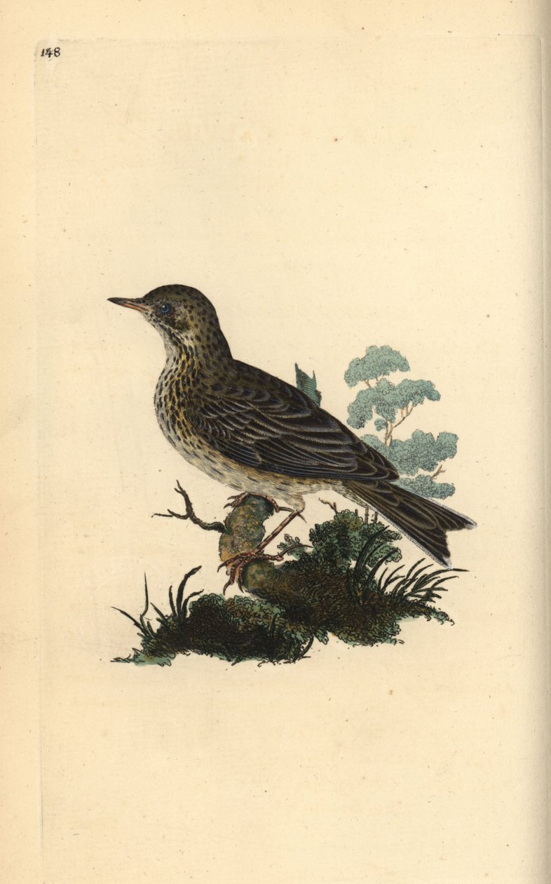 Bisbita arbóreo, Alauda minor (o Bisbita común, Anthus trivialis?). Ilustración de la 