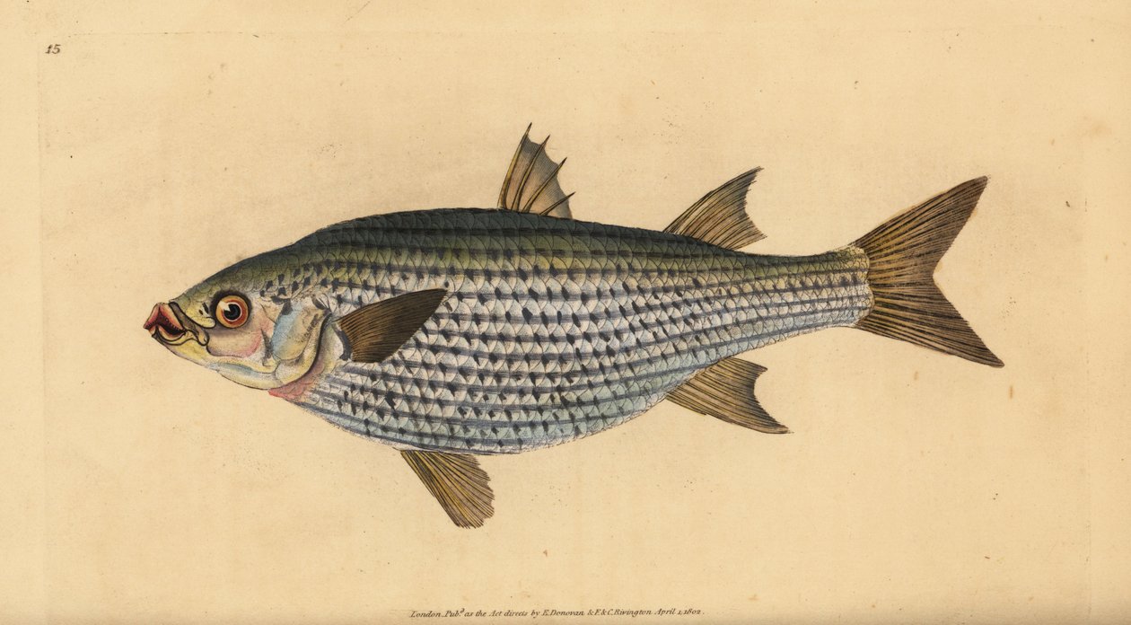 Mújol cabezón, Mugil cephalus. Grabado a mano coloreado por Edward Donovan de su Historia Natural de los Peces Británicos, Donovan y F.C. y J. Rivington, Londres de Edward Donovan