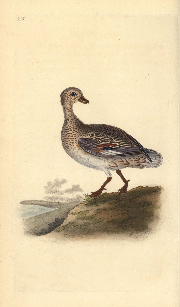 Ánade friso (hembra), Anas strepera. Grabado en cobre coloreado a mano dibujado y grabado por Edward Donovan de su propia “Historia Natural de las Aves Británicas,” Londres de Edward Donovan