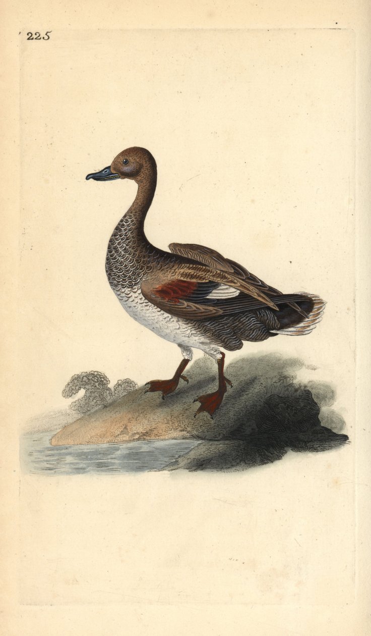 Ánade friso (macho), Anas strepera. Grabado a mano coloreado por Edward Donovan de su propia Historia Natural de las Aves Británicas, Londres de Edward Donovan