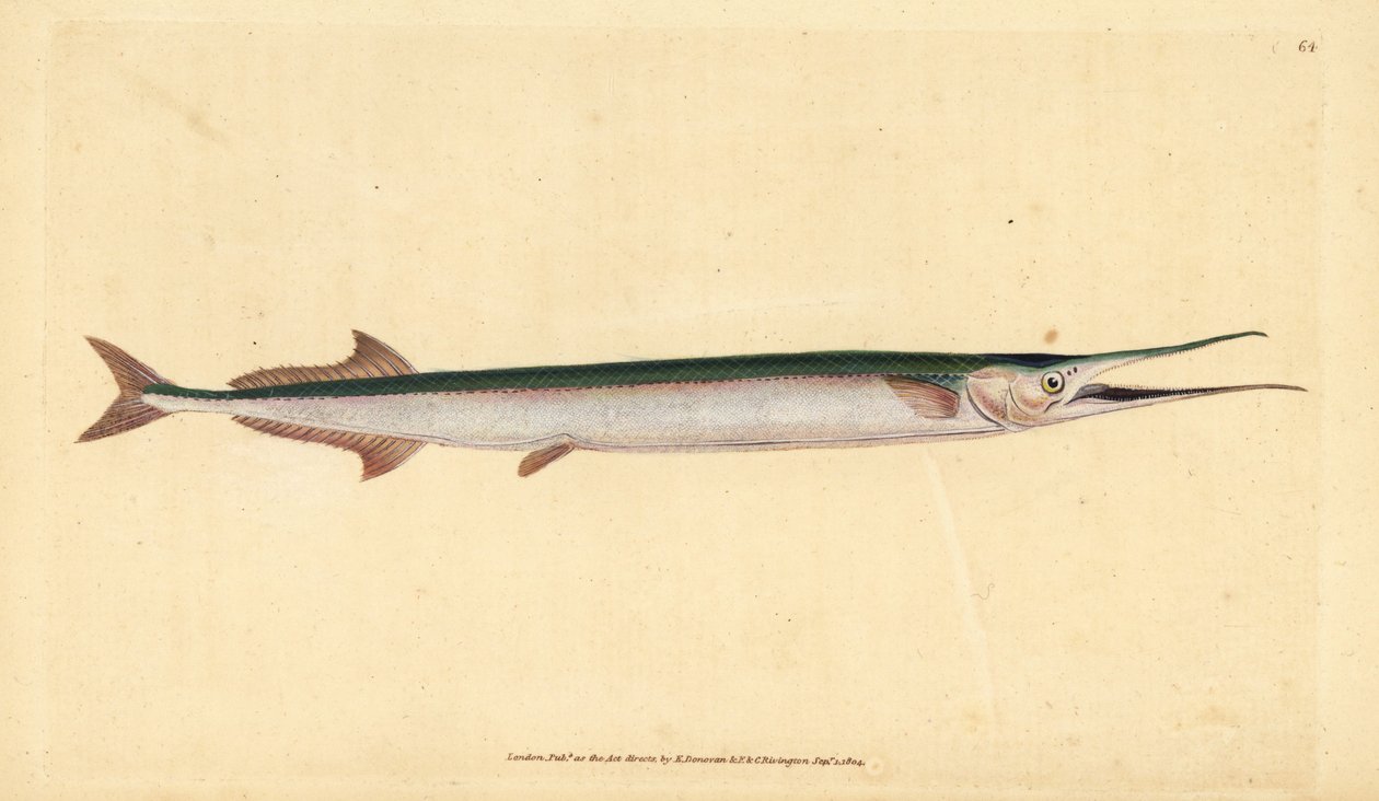 Aguja de mar, Belone belone. Grabado a mano coloreado por Edward Donovan de su Historia Natural de los Peces Británicos, Donovan y F.C. y J. Rivington, Londres de Edward Donovan