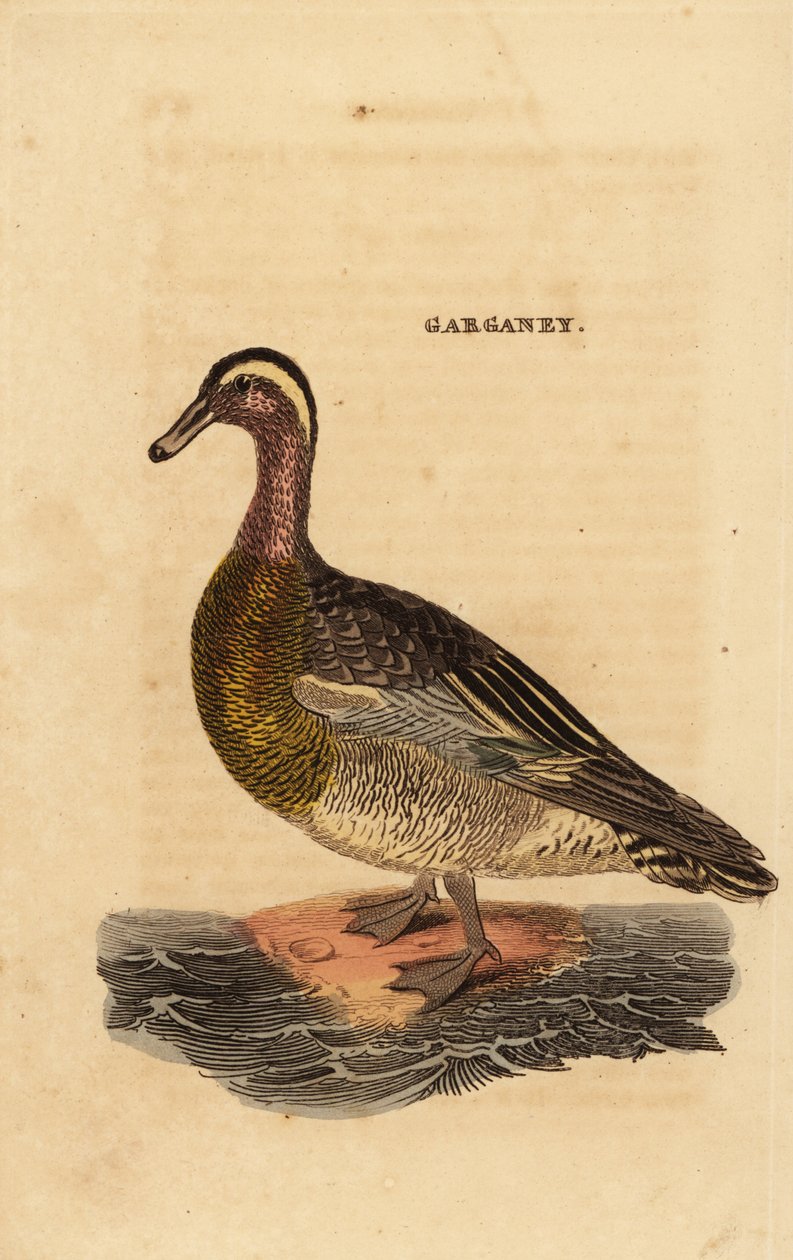 Cerceta carretona, Spatula querquedula, pequeño pato buceador de Edward Donovan