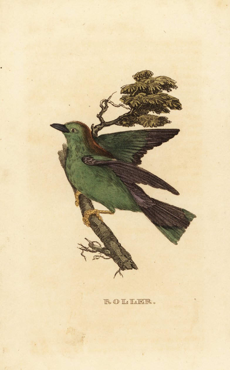 Carraca europea, Coracias garrulus de Edward Donovan