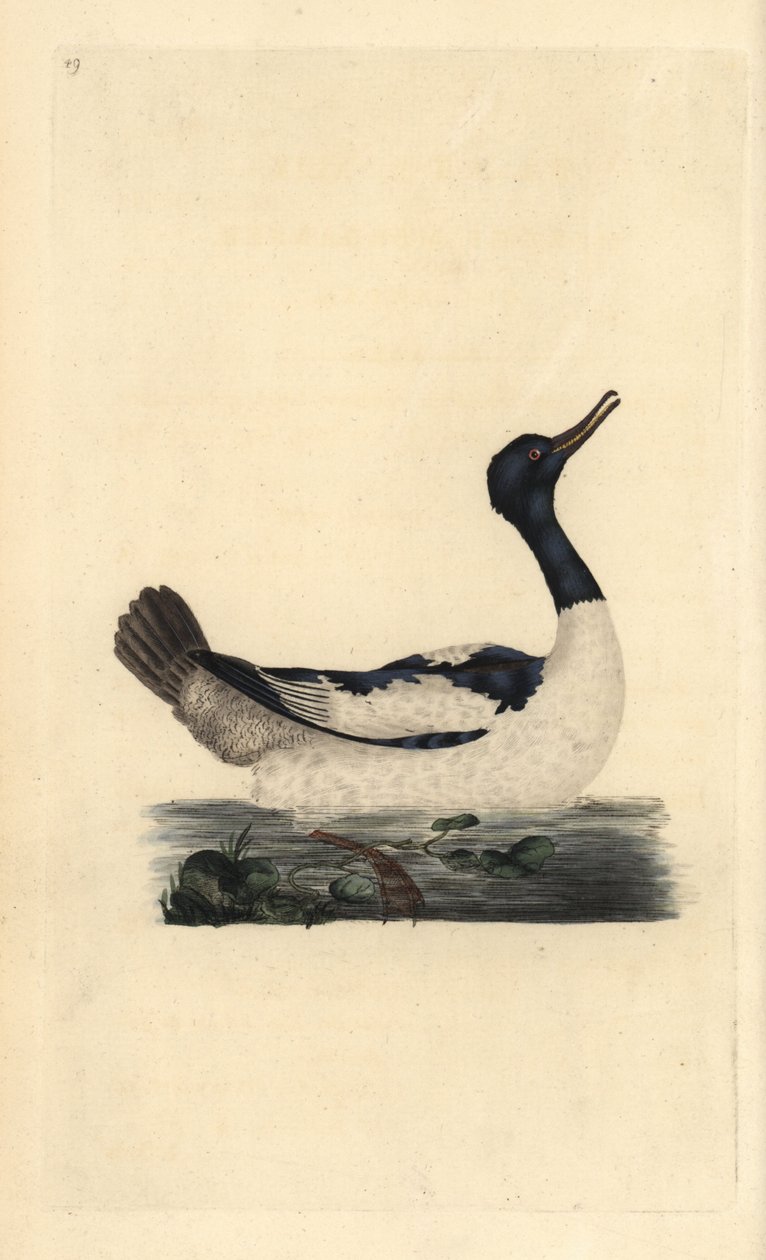 Serreta grande, Mergus merganser. Grabado en cobre coloreado a mano dibujado y grabado por Edward Donovan de su propia "Historia Natural de las Aves Británicas," Londres de Edward Donovan