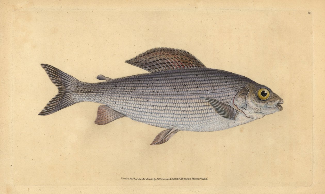 Grayling, Thymallus thymallus (Salmo thymallus). Grabado en cobre coloreado a mano dibujado y grabado por Edward Donovan de su Historia Natural de los Peces Británicos, Donovan y F.C. y J. Rivington, Londres de Edward Donovan
