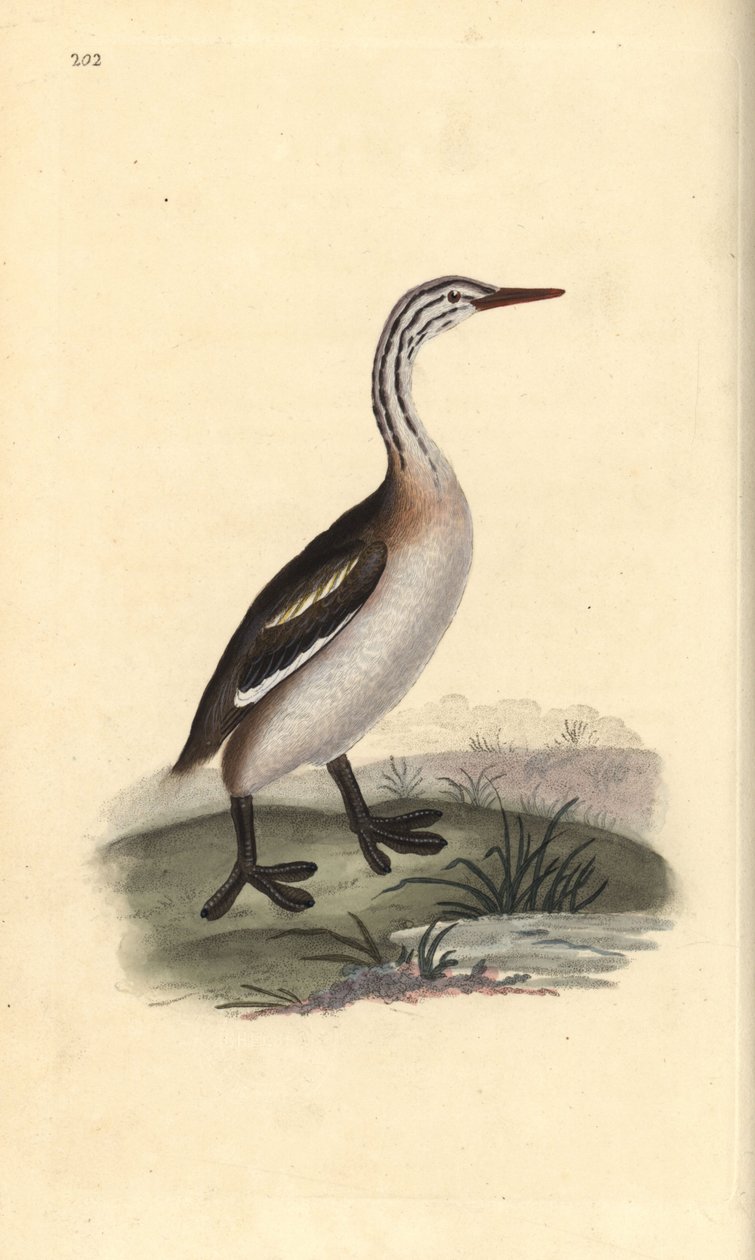 Somormujo lavanco, Podiceps cristatus (grabado a mano por Edward Donovan de su 