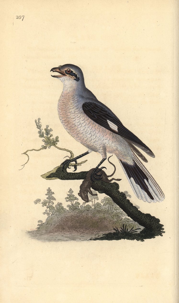 Alcaudón norteño (hembra), Lanius excubitor. Grabado a mano coloreado por Edward Donovan de su propia Historia Natural de las Aves Británicas, Londres de Edward Donovan