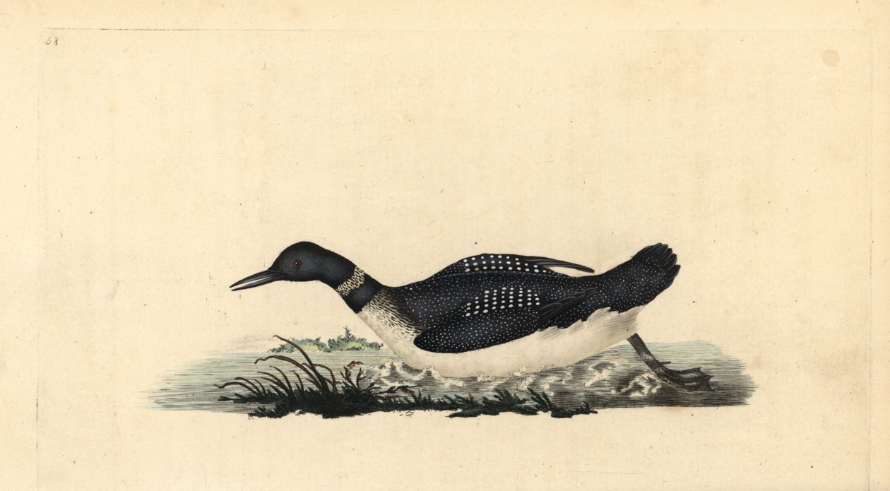 Colimbo grande, Gavia immer de Edward Donovan