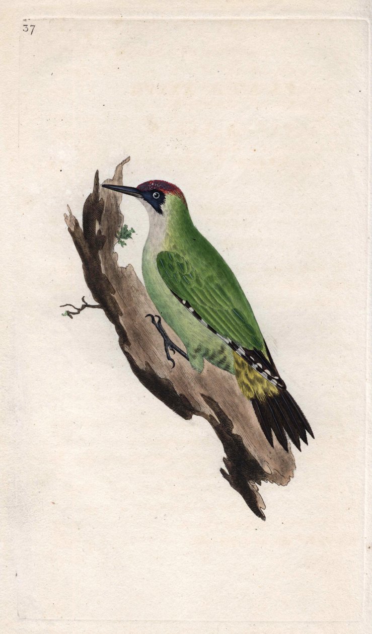 Pito real. Picus viridis. Grabado en cobre por Edward Donovan (1768-1837), publicado en Historia natural de las aves británicas, Londres de Edward Donovan