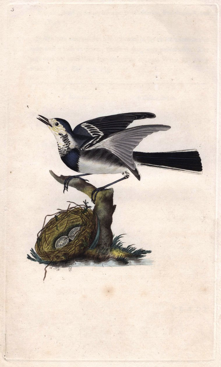 Bergeronnette gris, Motacilla alba (grabado en cobre por Edward Donovan, publicado en 