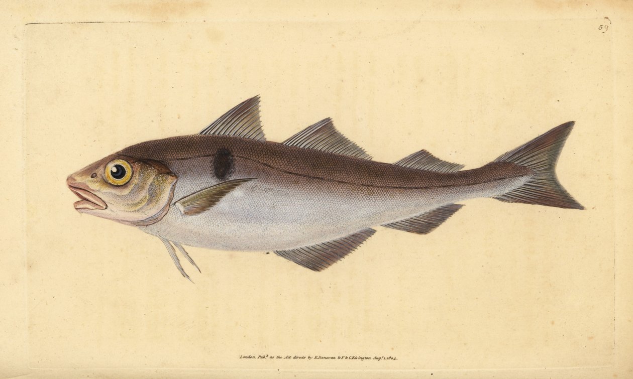 Eglefino, Melanogrammus aeglefinus (Gadus aeglefinus). Vulnerable. Grabado en cobre coloreado a mano dibujado y grabado por Edward Donovan de su Historia Natural de los Peces Británicos, Donovan y F.C. y J. Rivington, Londres de Edward Donovan