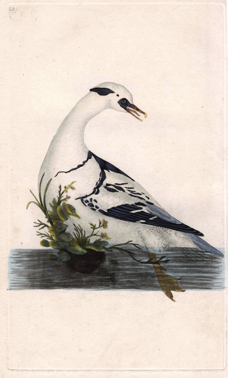Serreta chica. Mergus albellus. Grabado en cobre por Edward Donovan (1768-1837), publicado en Historia natural de las aves británicas, Londres de Edward Donovan