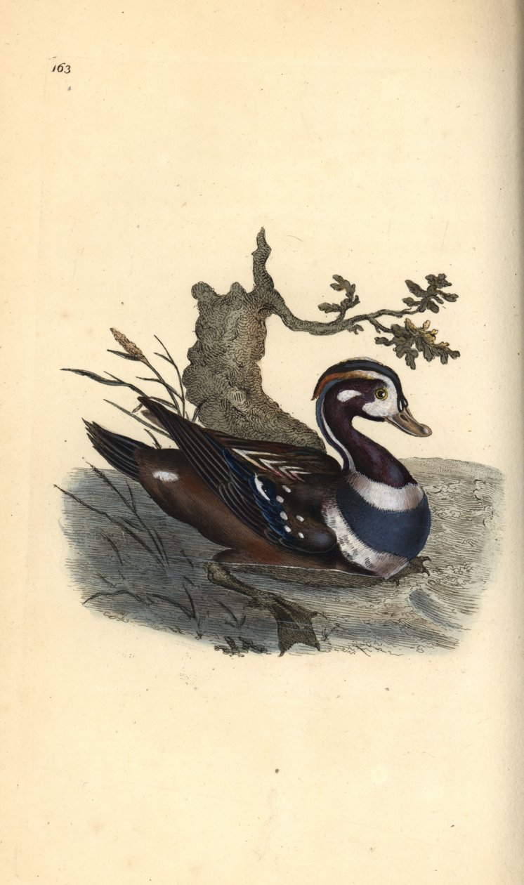 Pato arlequín, Histrionicus histrionicus. Ilustración de la 