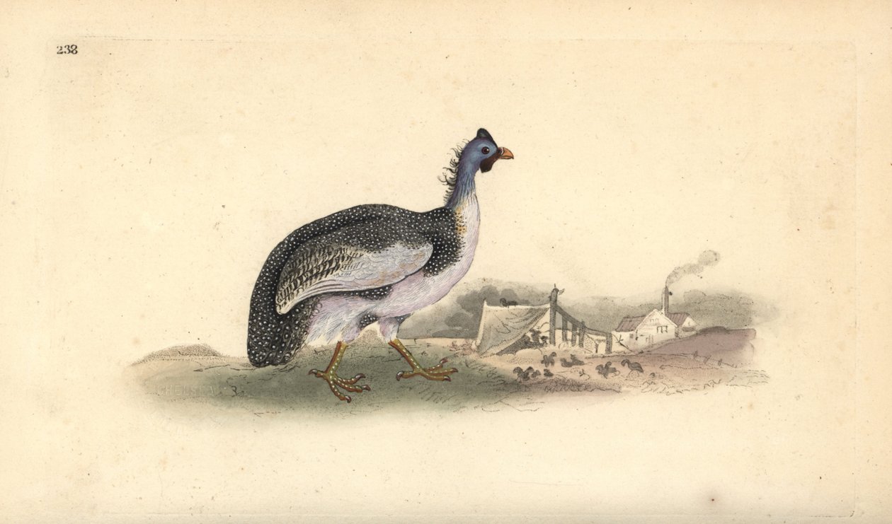 Gallina de Guinea, Numida meleagris. Grabado en cobre coloreado a mano dibujado y grabado por Edward Donovan de su propia "Historia Natural de las Aves Británicas," Londres de Edward Donovan