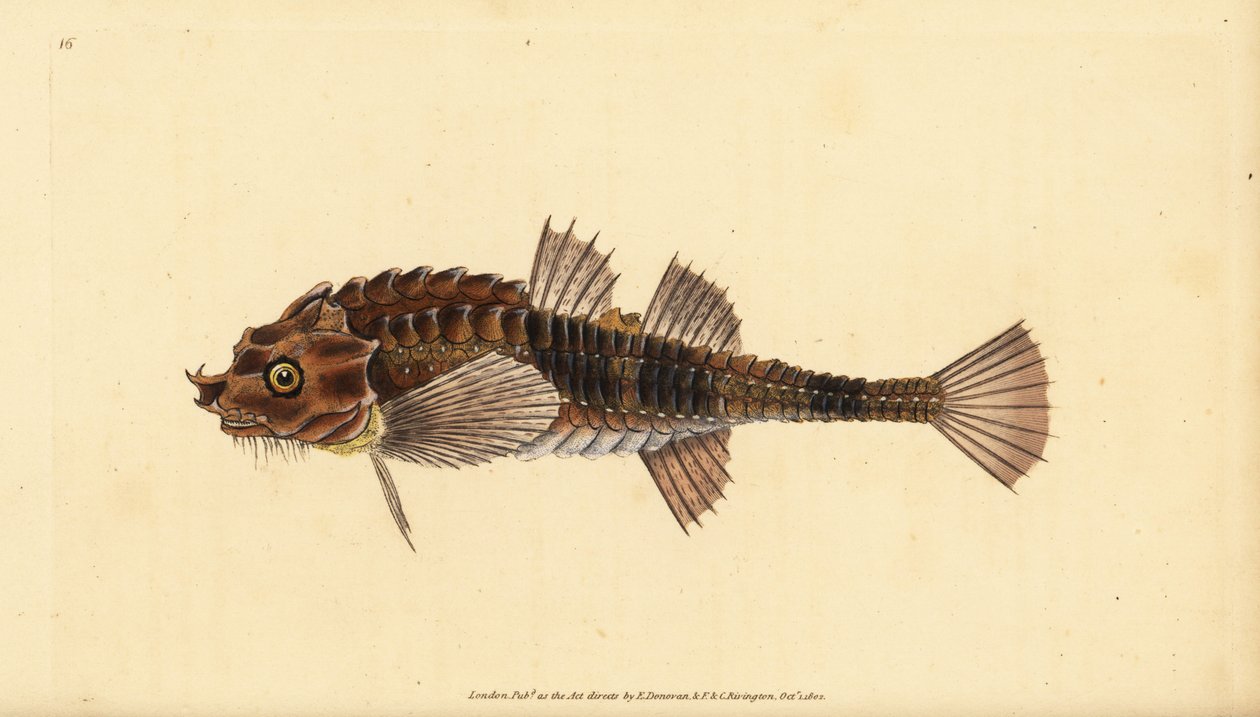 Agonus cataphractus (Pogge o pez toro armado, Cottus cataphractus), pez nariz de gancho. Grabado en cobre coloreado a mano dibujado y grabado por Edward Donovan de su Historia Natural de los Peces Británicos, Donovan y F.C. y J. Rivington, Londres de Edward Donovan