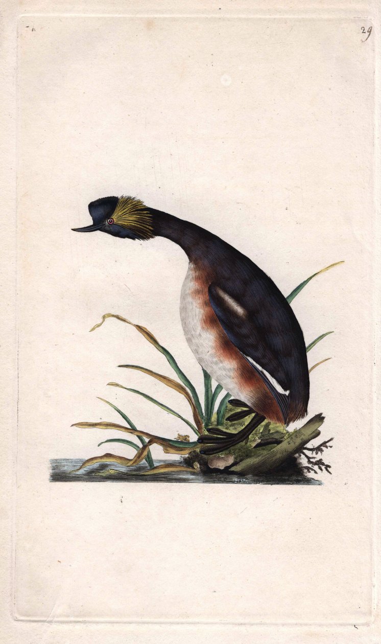 Podiceps auritus (Colymbus auritus), somormujo cornudo o somormujo de orejas. Grabado en cobre por Edward Donovan (1768-1837), publicado en Historia natural de las aves británicas, Londres de Edward Donovan
