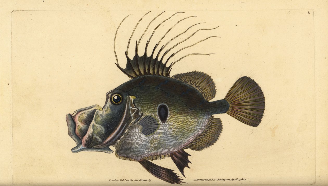 San Pedro o Dorada, Zeus faber. Grabado en cobre coloreado a mano dibujado y grabado por Edward Donovan de su Historia Natural de los Peces Británicos, Donovan y F.C. y J. Rivington, Londres de Edward Donovan