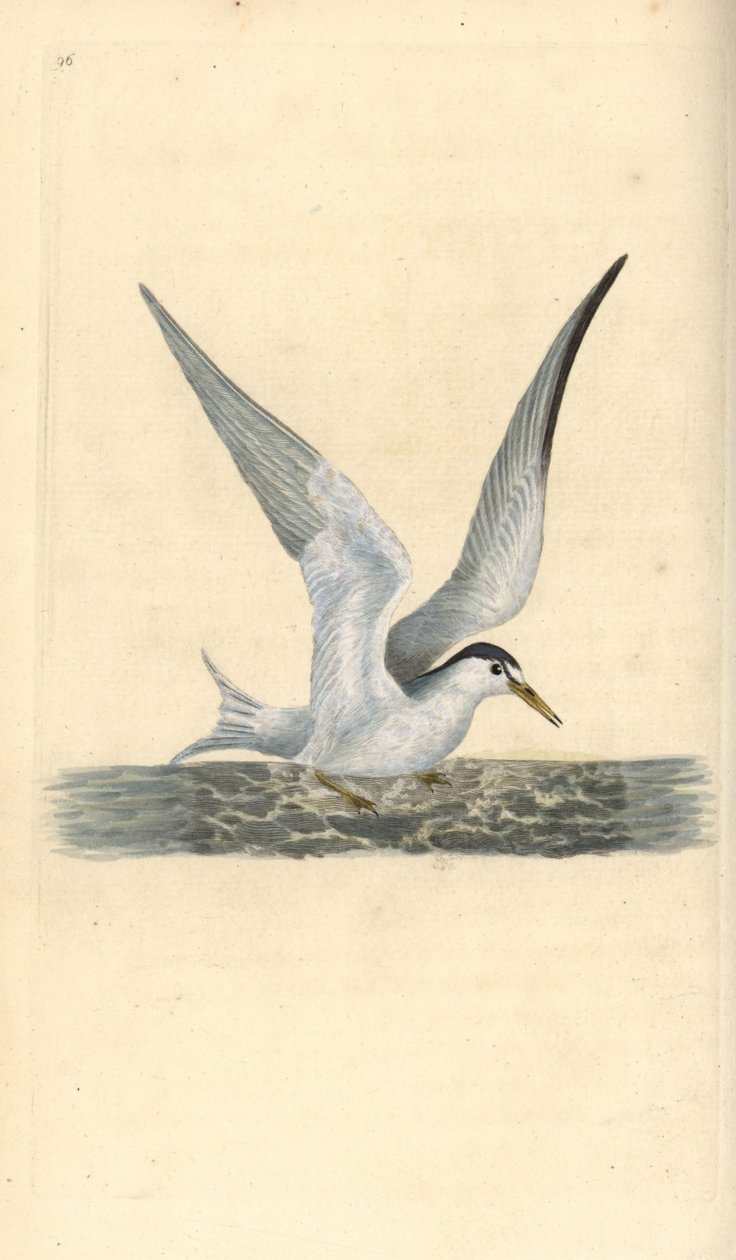 Charrán común, Sternula albifrons. Grabado en cobre coloreado a mano dibujado y grabado por Edward Donovan de su propia "Historia Natural de las Aves Británicas," Londres de Edward Donovan
