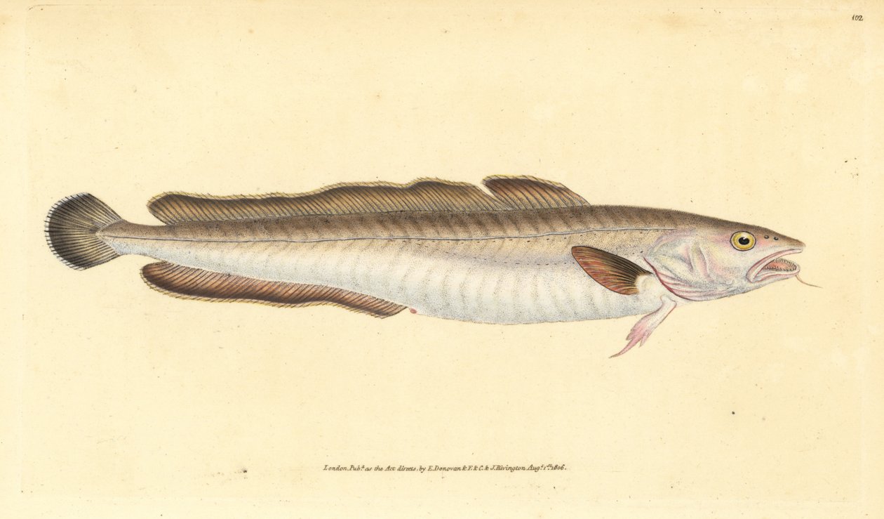 Maruca, Molva molva (Gadus molva) de Edward Donovan