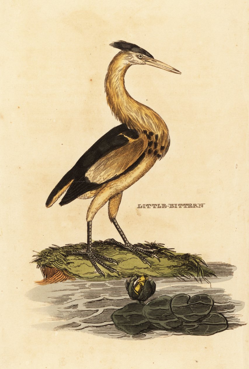 Avetorillo común, Ixobrychus minutus de Edward Donovan