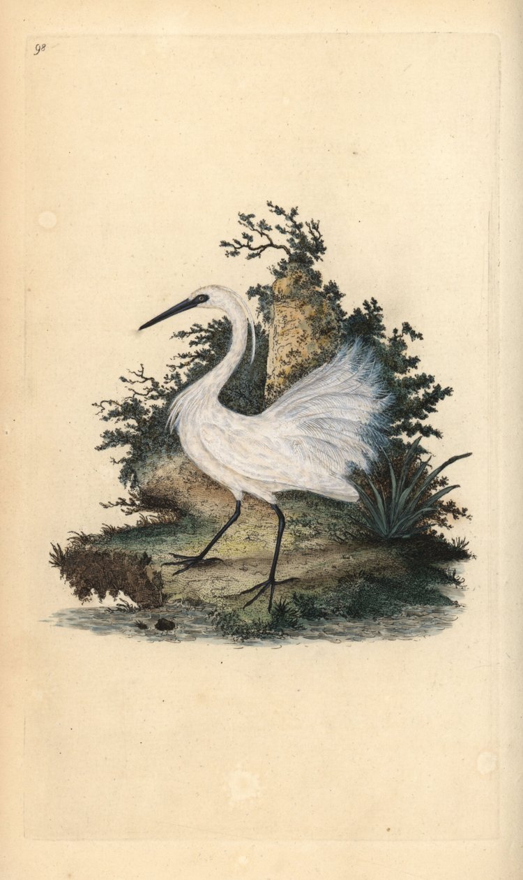 Garceta común, Egretta garzetta (grabado a mano por Edward Donovan de su 