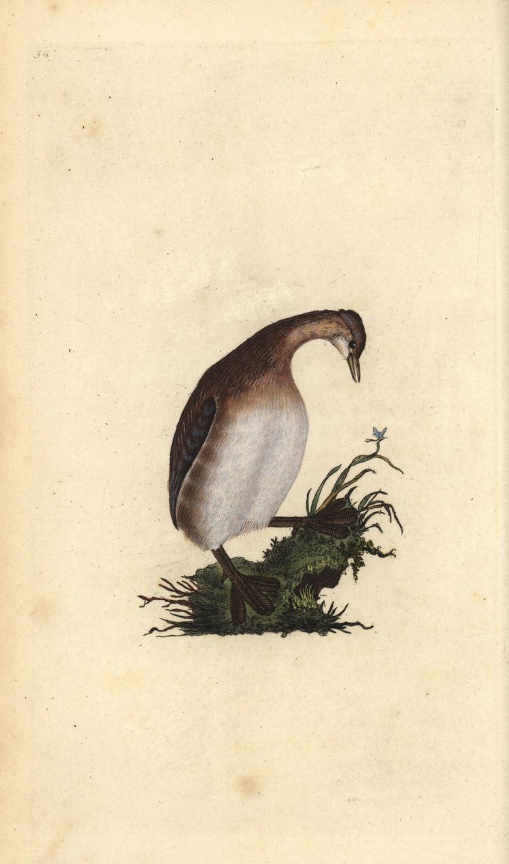 Zampullín chico, Tachybaptus ruficollis. Grabado en cobre coloreado a mano dibujado y grabado por Edward Donovan de su propia 