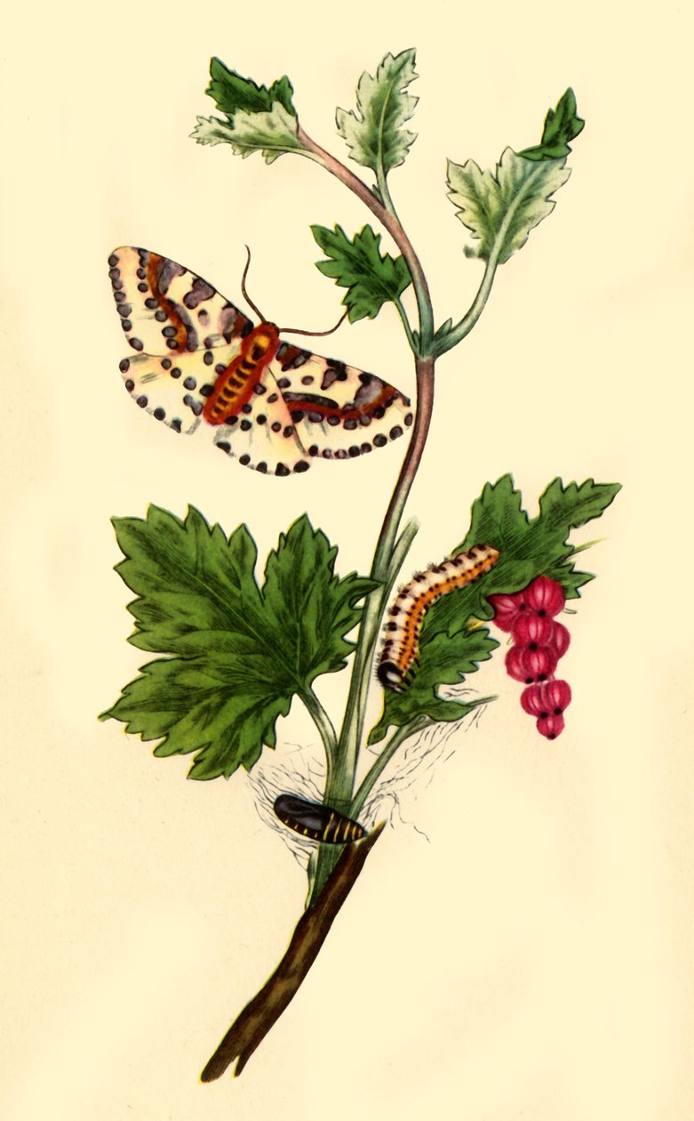 Polilla del grosellero o de la grosella: Phalaena grossulariata, 1813, 1945 de Edward Donovan
