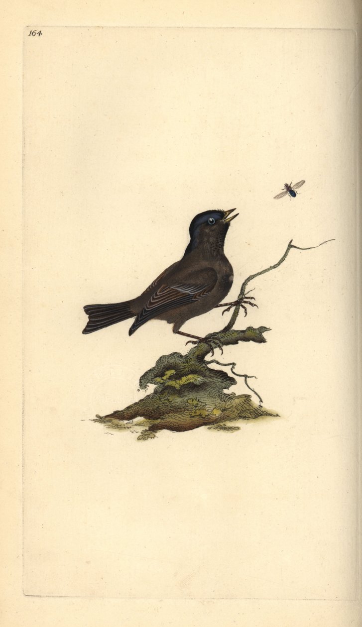 Carbonero palustre, Poecile palustris. Grabado en cobre coloreado a mano dibujado y grabado por Edward Donovan de su propia 