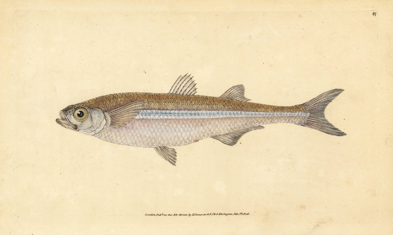 Atherina hepsetus, pez de arena del Mediterráneo o aterina europea. Grabado en cobre coloreado a mano dibujado y grabado por Edward Donovan de su Historia Natural de los Peces Británicos, Donovan y F.C. y J. Rivington, Londres de Edward Donovan