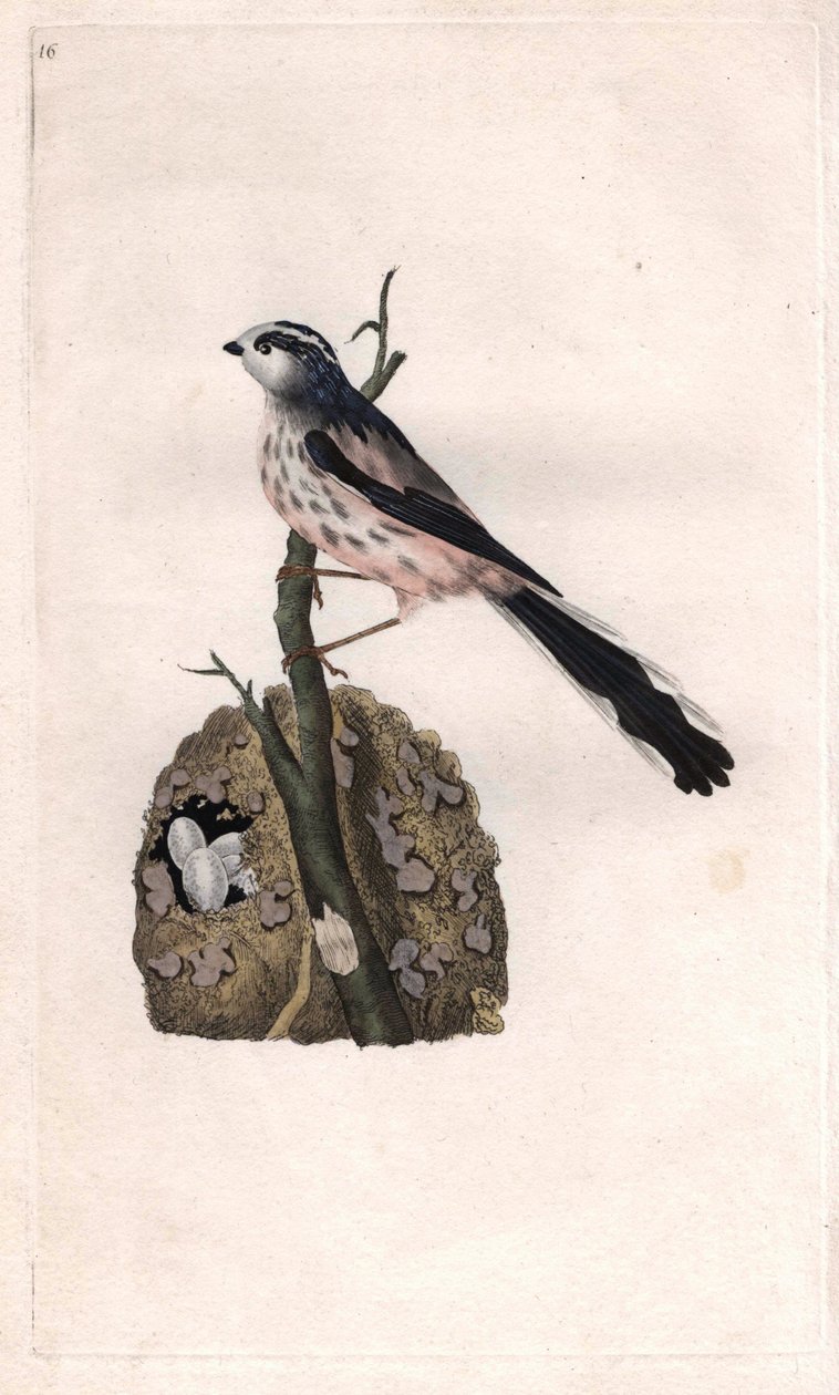 Mito de cola larga. Aegithalos caudatus (Parus caudatus). Grabado en cobre por Edward Donovan (1768-1837), publicado en Historia natural de las aves británicas, Londres de Edward Donovan