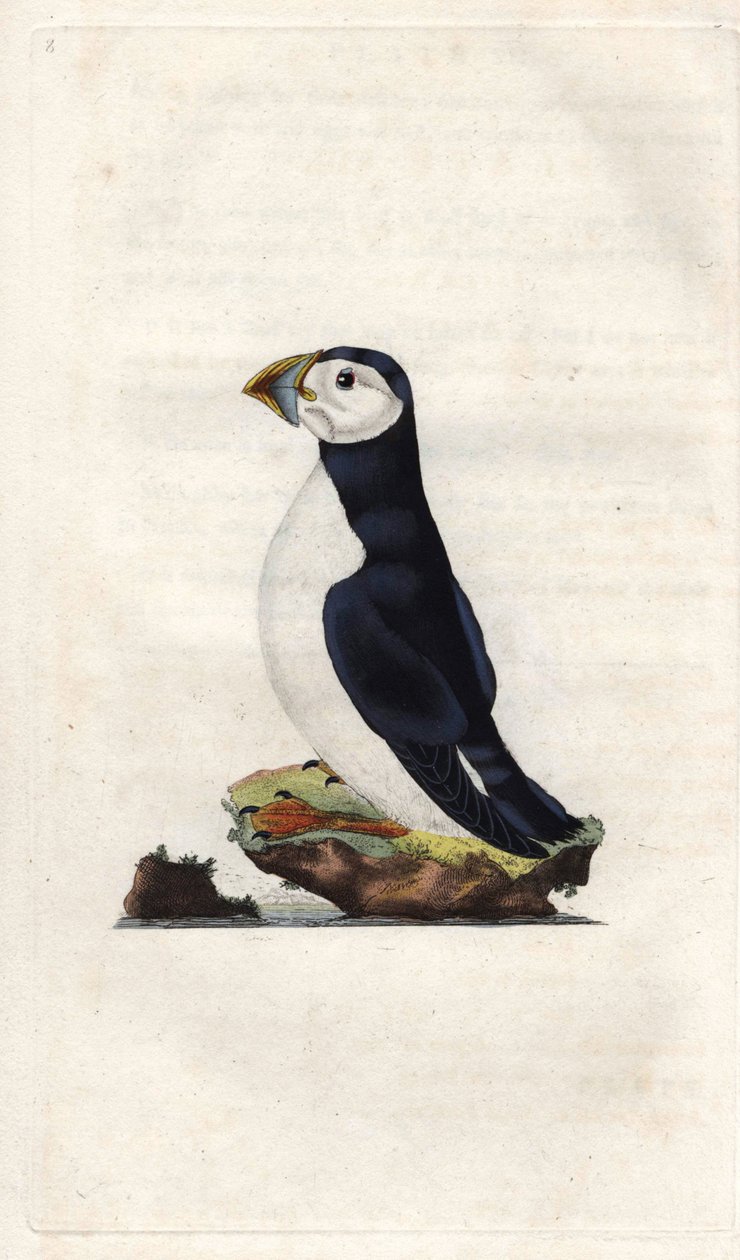 Frailecillo monje, Fratercula arctica (grabado en cobre por Edward Donovan, publicado en 