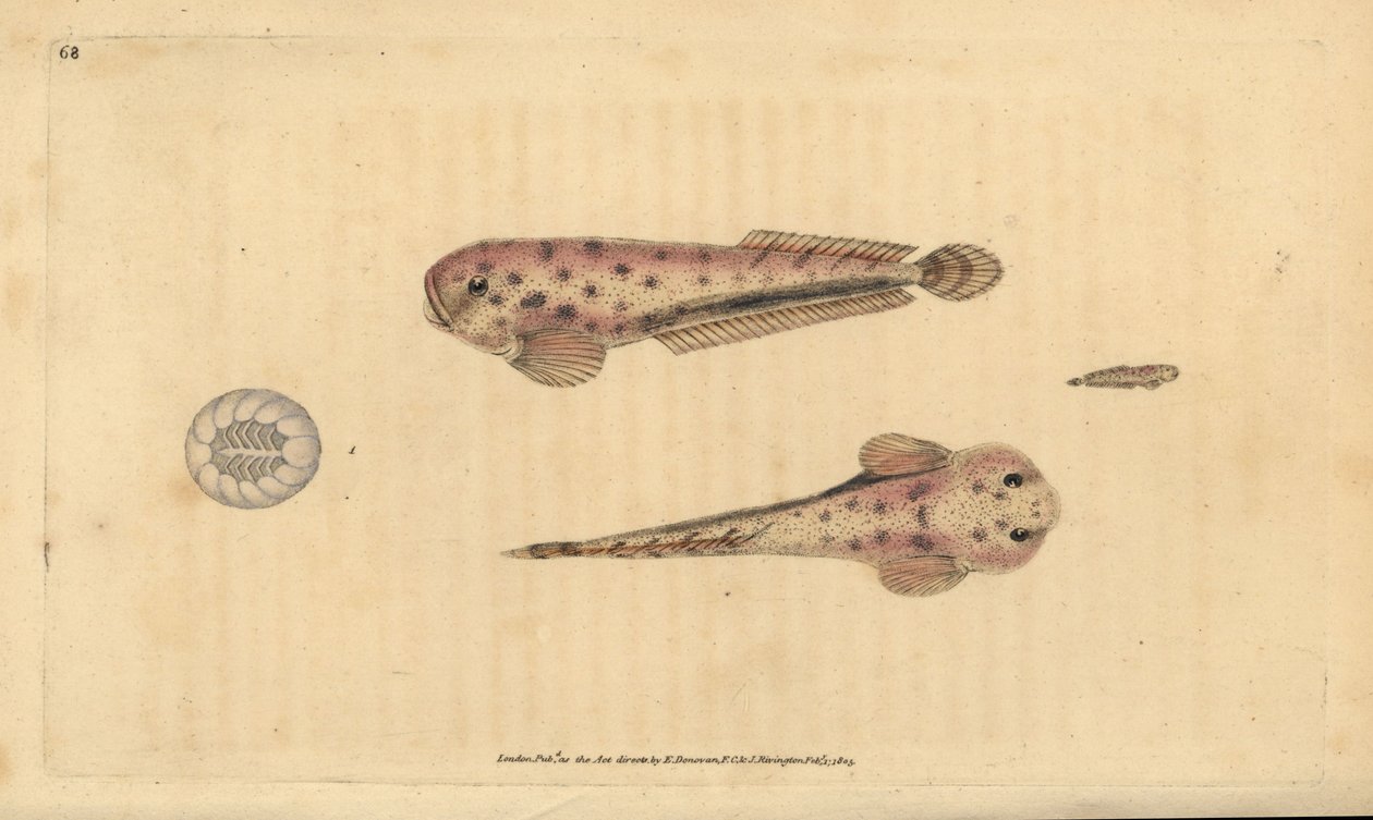 Montaguas Seeschnecke, Liparis montagui (Diminutiver Klumpfisch, Cyclopterus montagui). Handkolorierte Kupferplatte gezeichnet und graviert von Edward Donovan aus seiner Natural History of British Fishes, Donovan und F.C. und J. Rivington, London von Edward Donovan