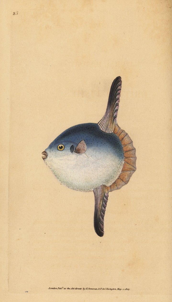 Pez luna oceánico, Mola mola. Vulnerable. (Pez luna, Tetrodon mola). Grabado en cobre coloreado a mano dibujado y grabado por Edward Donovan de su Historia Natural de los Peces Británicos, Donovan y F.C. y J. Rivington, Londres de Edward Donovan