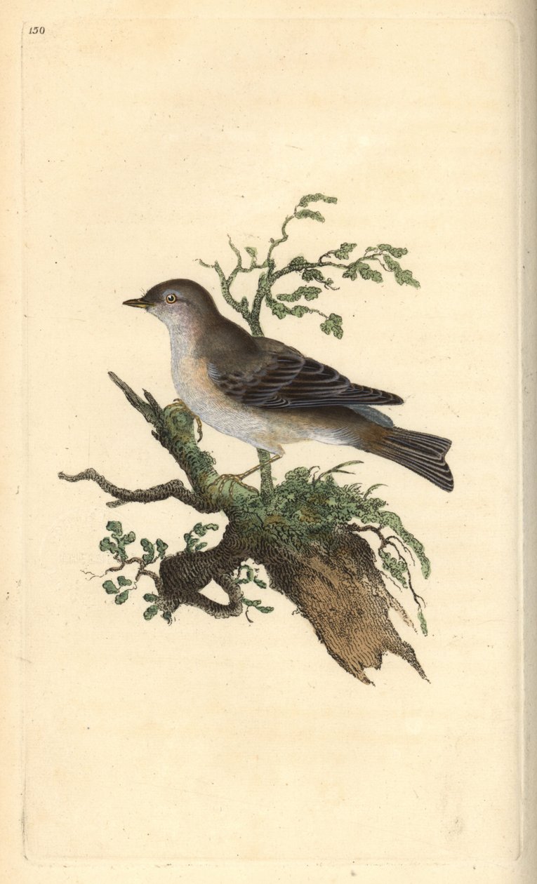 Curruca tomillera, Sylvia hydrtensis, o curruca mayor. Grabado a mano coloreado por Edward Donovan de su propia Historia Natural de las Aves Británicas, Londres de Edward Donovan