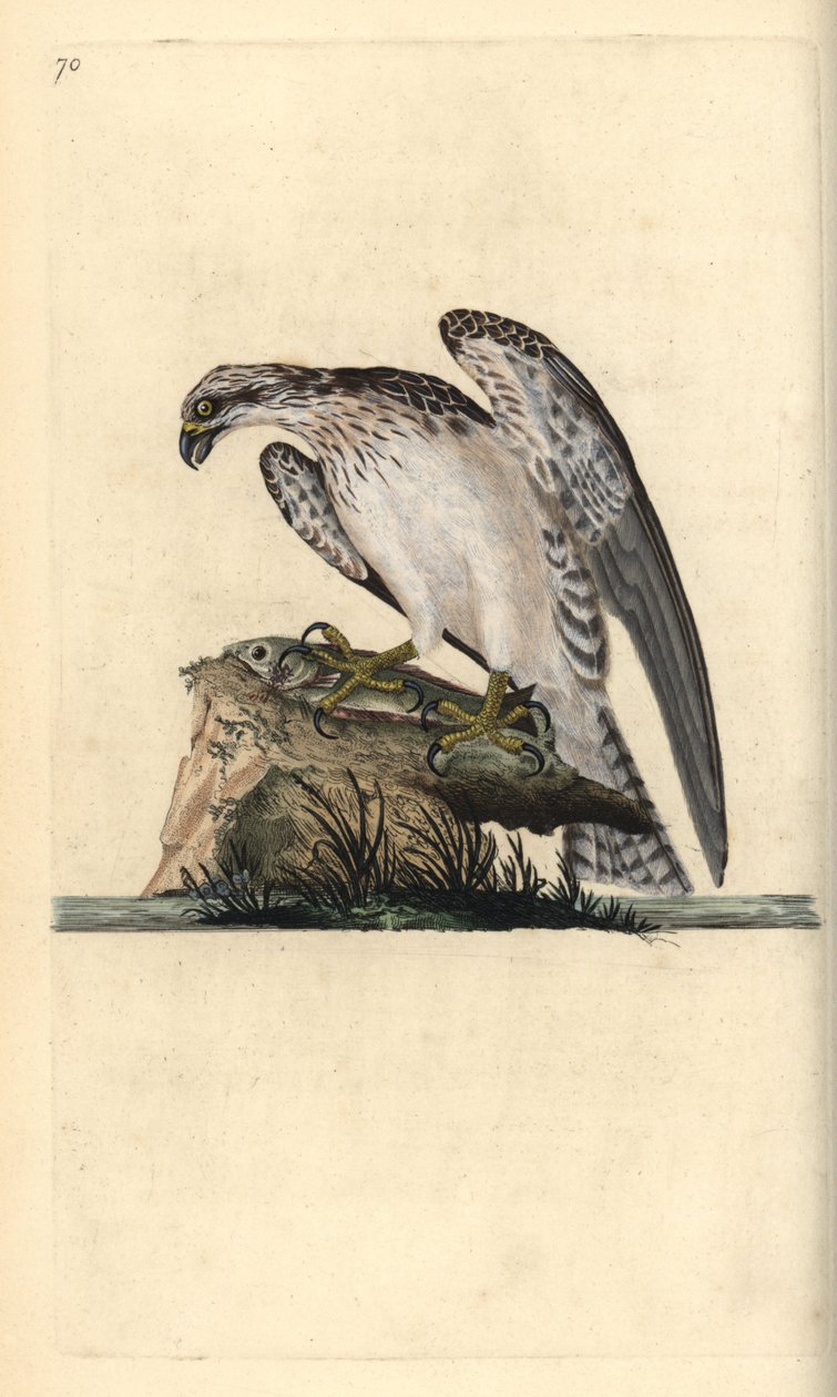 Águila pescadora, Pandion haliaetus, de pie sobre un pez atrapado. Grabado en cobre coloreado a mano dibujado y grabado por Edward Donovan de su propia 