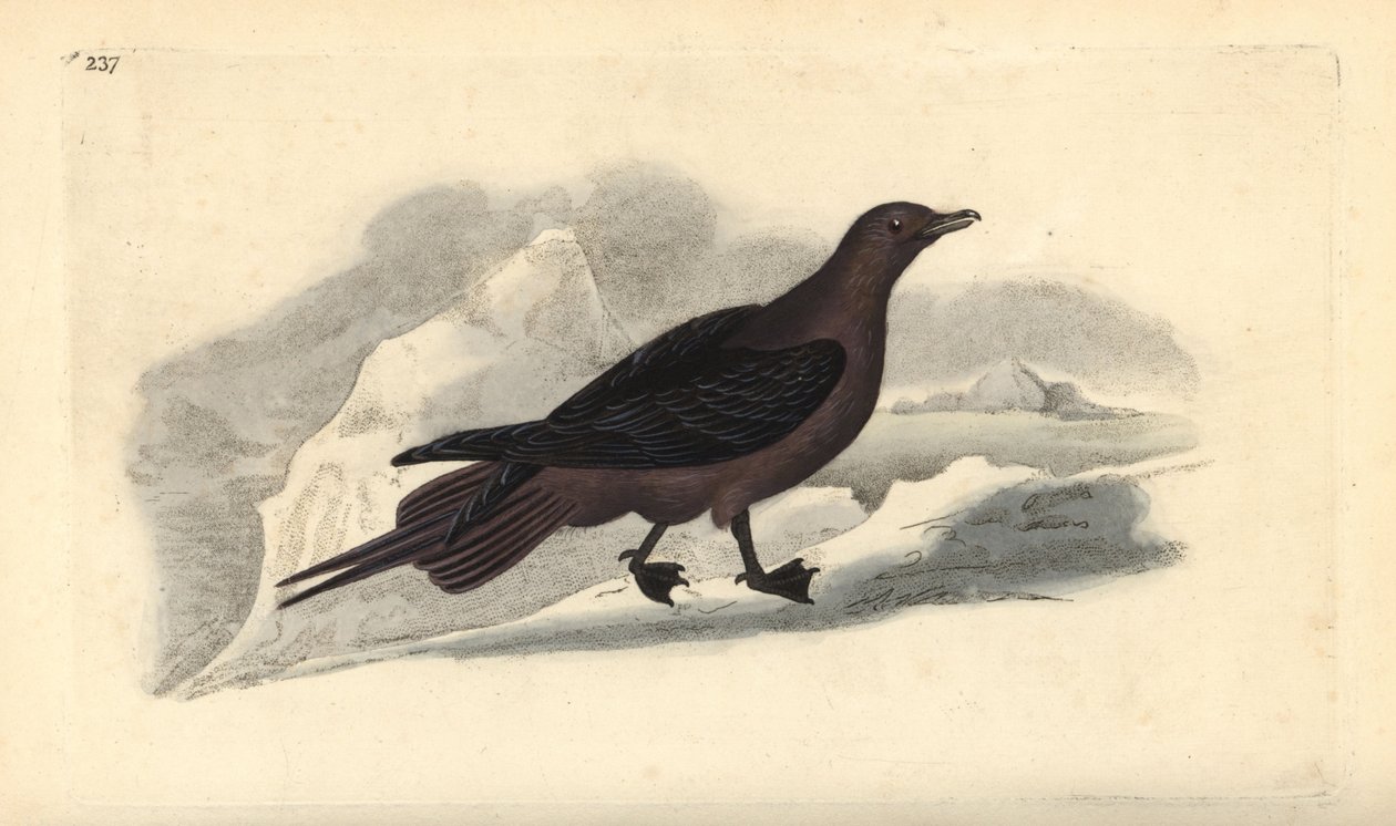 Págalo parásito, Stercorarius parasiticus. Grabado en cobre coloreado a mano dibujado y grabado por Edward Donovan de su propia "Historia Natural de las Aves Británicas," Londres de Edward Donovan