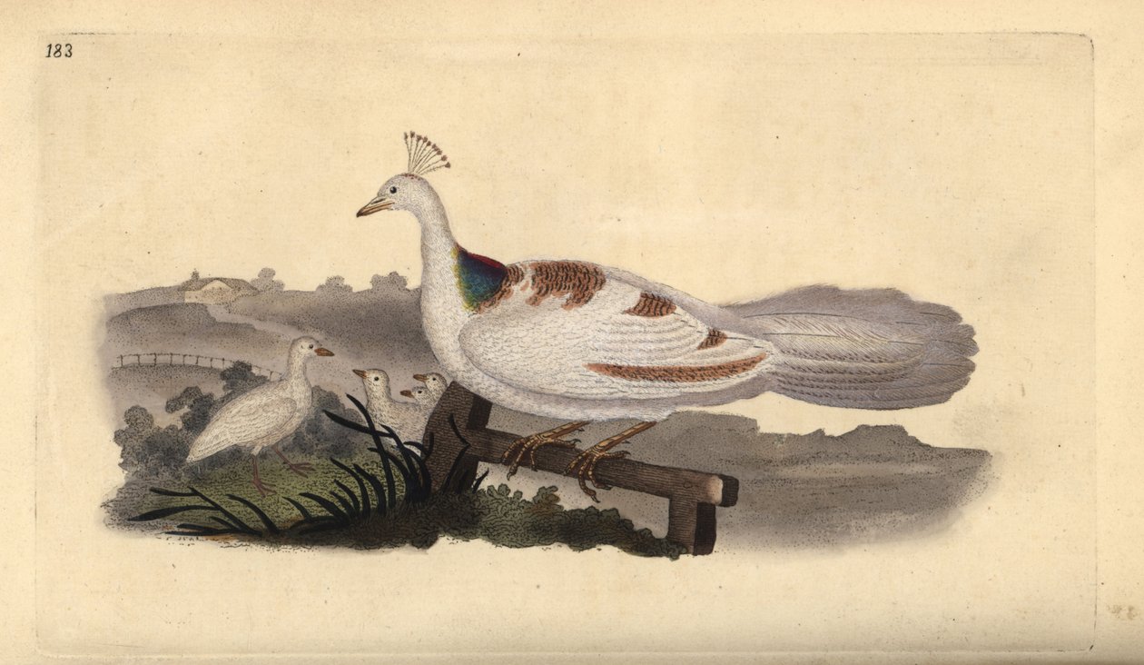 Pata de pavo real, Pavo cristatus, hembra con crías de Edward Donovan