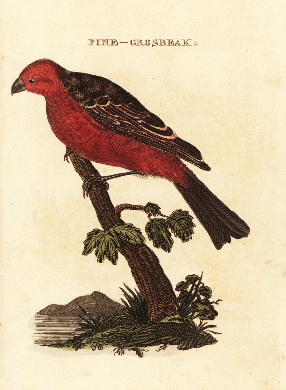 Camachuelo picogrueso, Pinicola enucleator de Edward Donovan