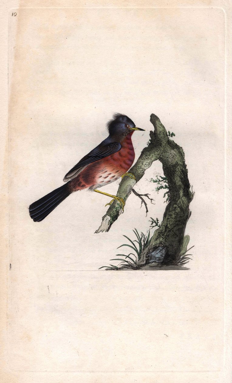 Curruca rabilarga. Sylvia undata. Grabado en cobre por Edward Donovan, publicado en Histoire naturelle des oiseaux britanniques, Londres de Edward Donovan